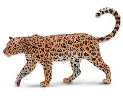 African Leopard