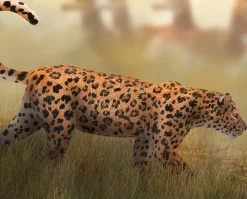 African Leopard