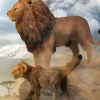 African Lion