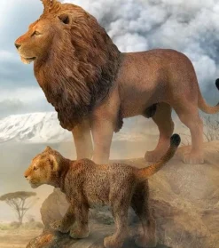 African Lion