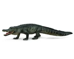 American Alligator