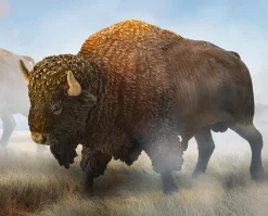 American Bison
