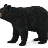 American Black Bear