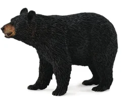 American Black Bear