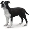 American Staffordshire