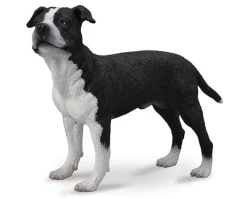 American Staffordshire