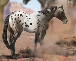 Appaloosa Stallion | Blue Varnish Roan