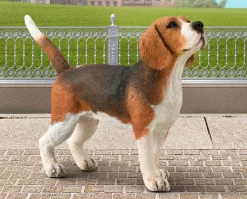 Beagle