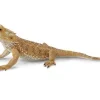 Bearded Dragon Lizard