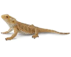 Bearded Dragon Lizard