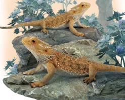 Bearded Dragon Lizard