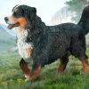 Bernese Mountain Dog