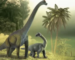 Brachiosaurus Baby