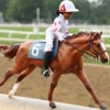 Cheryl White | Rider, Horse, and Book Set