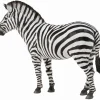 Common Zebra