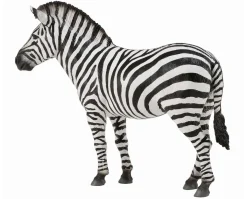 Common Zebra