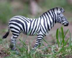 Common Zebra