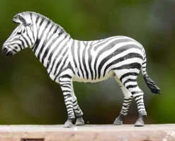 Common Zebra