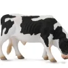 Friesian Bull