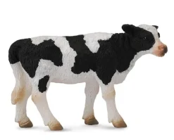 Friesian Calf