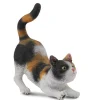 House Cat