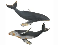 Humpback Whale