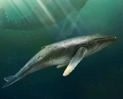 Humpback Whale