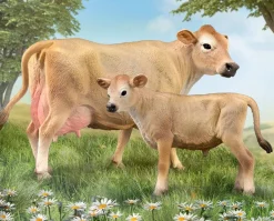 Jersey Calf