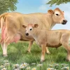 Jersey Cow