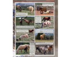 Just About Horses 2021