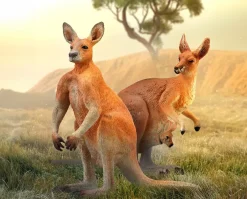 Kangaroo with Joey
