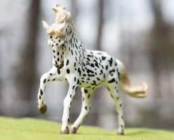 Knabstrupper Mare | Black Leopard