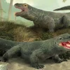 Komodo Dragon