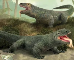 Komodo Dragon