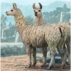 Llama