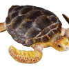 Loggerhead Turtle