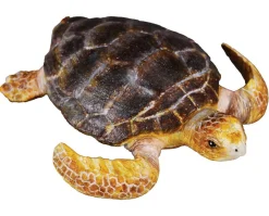 Loggerhead Turtle