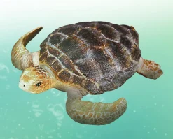 Loggerhead Turtle