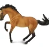 Lusitano Stallion | Buckskin