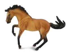 Lusitano Stallion | Buckskin
