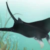 Manta Ray