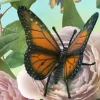 Monarch Butterfly