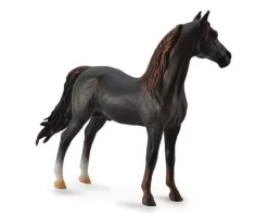 Morgan Stallion | Chestnut