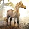 Morgan Stallion | Silver Grulla