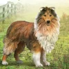 Rough Collie