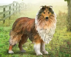Rough Collie