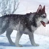 Siberian Husky