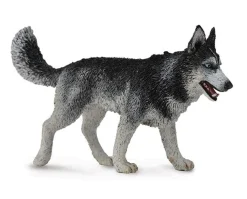 Siberian Husky