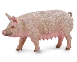 Sow