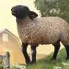 Suffolk Sheep